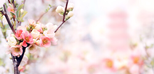 Aufkleber - Horizontal banner with Japanese Quince flowers (Chaenomeles japonica) of pink color and ancient pagoda on sunny misty backdrop. Nature spring background with a branch of blooming Quince. Copy space
