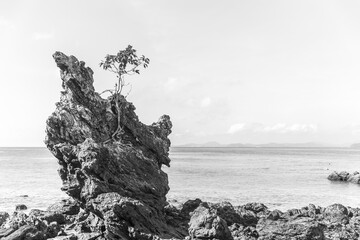 Lonely tree growing on a cliff