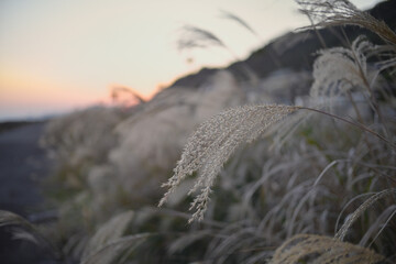 sunset in the field