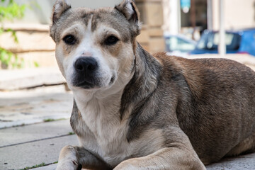 Portrait of stray dog in the streets of the city