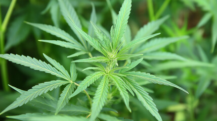 Close up of cannabis plant growing outdoors