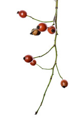 Canvas Print - A sprig of ripe rosehips