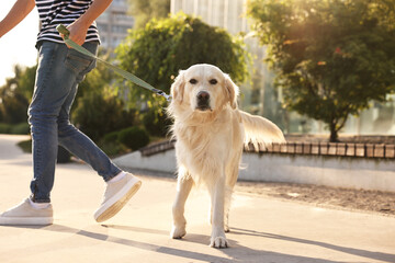 Wall Mural - Owner walking with cute Golden Retriever dog outdoors on sunny day, closeup