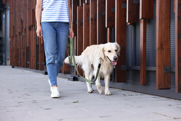 Wall Mural - Owner walking with cute Golden Retriever dog outdoors, closeup