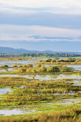 Wall Mural - Landscape view at a wetland from the lakeshore