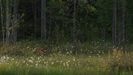 Wall Mural - finland wildlife. red fox, vulpes vulpes, beautiful animal on green vegetation, cotton grass flower,
