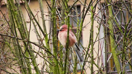 bird sitting on a branch