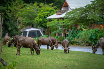 buffalo family go to grass field beside the river to eat plant to be their food in urban life style at Chiang dao ,chaingmai ,thailand