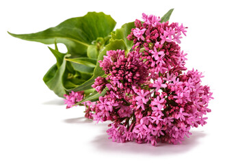 Poster - Red valerian flowers