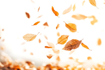 Wall Mural - leaves falling in the air leaf autumn plant.