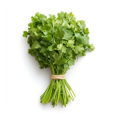 Wall Mural - 259. A fresh bunch of cilantro isolated on a clean white background