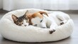 © Nehtott - Cat and Dog in a Pet Bed: A cat and dog cuddled up in a plush pet bed, enjoying a peaceful nap.