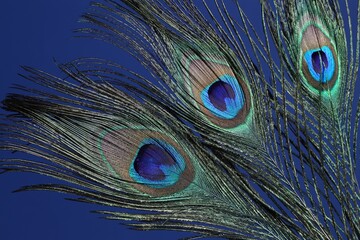 Wall Mural - Three beautiful peacock feathers on blue background, closeup