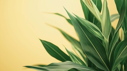 Minimalist close-up of corn leaves and stalks in a field on a solid light yellow background.