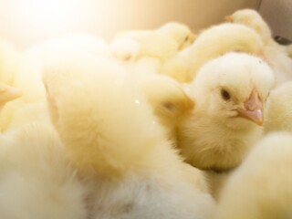 Close up the Baby chickens on the farm hatchery production. newborn chicken high quality production with new technology farm hatchery.