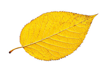 A yellow birch ree leaf isolated on transparent background, cutout . PNG