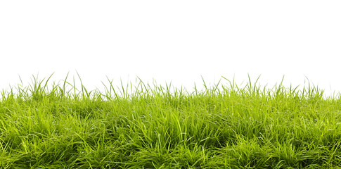 A lush green grass meadow stretches across the white background