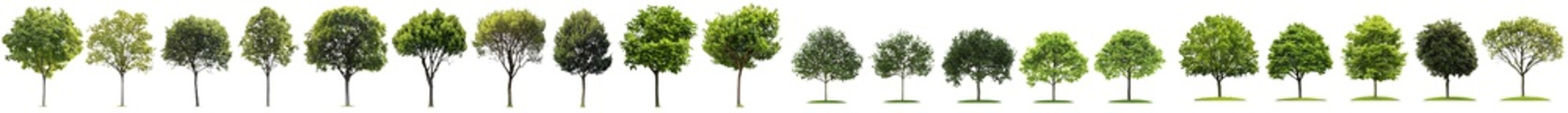 Various street trees (Chestnut, Quercus rubra, platanus, maple) medium and small isolated on a transparent background