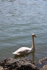 Swan in a river