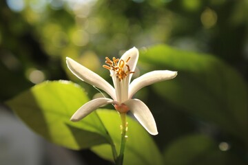 lemon flower