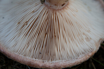 mushroom in the forest