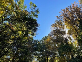 trees and sky