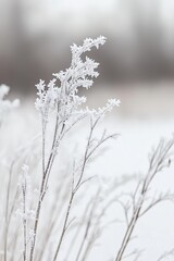 Poster - Winter landscape, frost-covered grasses, selective focus, shallow depth of field