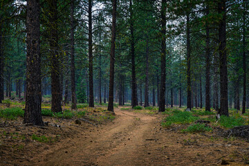 Poster - 2024-09-12 A GRAVEL TRAIL FOR MOUNTAIN BIKING LINED WITH PINE TREES IN SUNRIVER OREGON