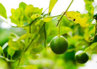 Lime  on tree in garden with green nature background. Lemon for juice or cooking, Lemon tree in garden, Plant, Fruit with high vitamin C.