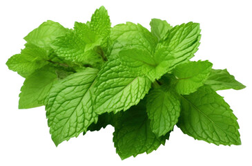 PNG Fresh mint leaves plant herbs leaf.