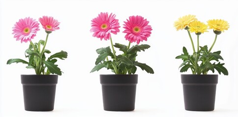 Aufkleber - Fresh flowers in pot isolated on white background, collection of houseplant botany, natural spring tree and plant concept.