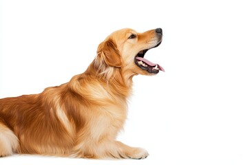 Dog with angry emotion, teeth showing, barking heavily, isolated on a white background.