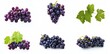 © Zaleman - Fresh grapes on green leaves isolated on white background, different colors of deep purple grapes.
