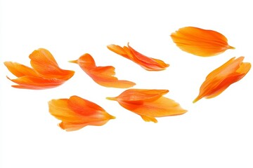 Aufkleber - Yellow flower petals flying in the air, colorful spring meadow flora isolated on a white background.