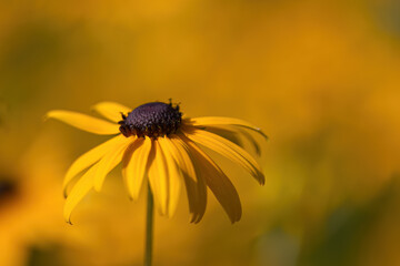 coneflowers, yellow flower, yellow blossoms, blooming, beautiful flower, blurred background, macro flower, charming blossom, yellow coneflower, pollen pistils