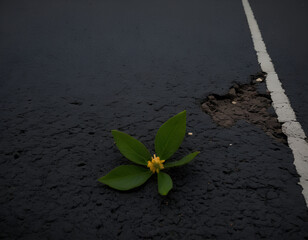 plant in soil, sprout on soil, sprout growing from soil