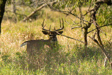 Wall Mural - the white-tailed deer or virginia deer (odocoileus virginianus) natural scene from wisconsin state f