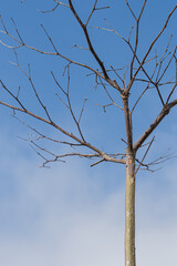 Bare Tree Branches Against Cloudy Sky