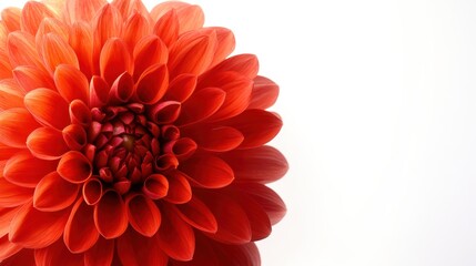 Wall Mural - A vibrant red flower close-up, showcasing intricate petal details and rich color against a clean, white background.