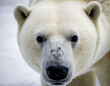 © ART Forge - polar bear portrait, polar bear cub, white polar bear