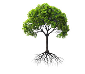 Green tree with intricate roots, symbolizing nature, growth, and sustainability in a rich ecosystem, cutout, png