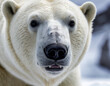 © ART Forge - polar bear portrait, polar bear close up, white polar bear
