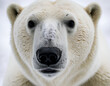 © ART Forge - polar bear portrait, polar bear close up, polar bear close up portrait