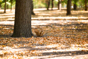 A squirrel among the fallen leaves.