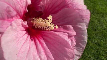 Wall Mural - Pink Hibiscus flower in garden of a public park