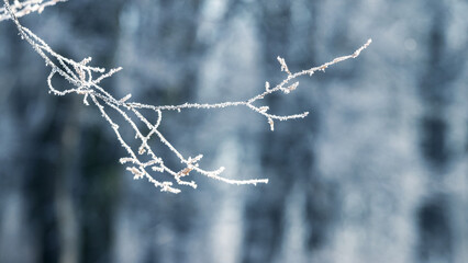 frost-covered tree branch in the forest against the background of trees in cloudy weather