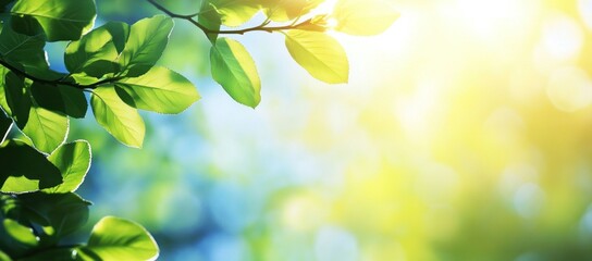 Poster - Sunlight Through Green Leaves