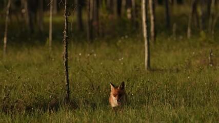 Wall Mural - finland wildlife. red fox, vulpes vulpes, beautiful animal on green vegetation, cotton grass flower,