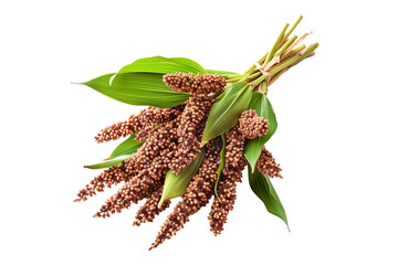 Sorghum milo or millet stalks tied together in bundle isolated on a white background. Concept of agriculture and harvesting crops like millet