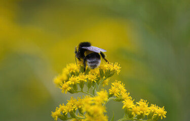 a bumblebee on yellow petals, close-up of a bumblebee, yellow flowers, yellow summer flowers, green background, insect on flower